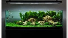 Odaberite aquarium. Kako kupiti pravi akvarijum